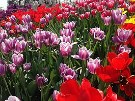 郁金香,鲜花,爱宝乐园