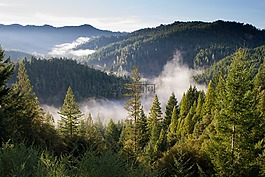 山,樹,薄霧