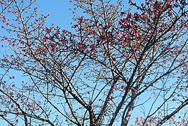 藍色的天空,樹,花玫瑰