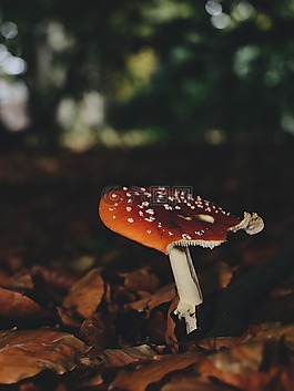 飛木耳,蘑菇,野生