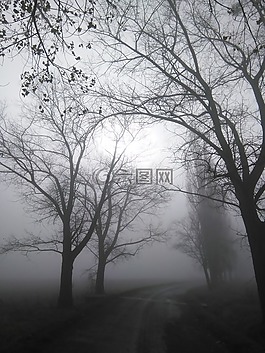 霧,性質(zhì),樹