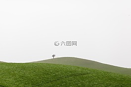 丘陵,草,树