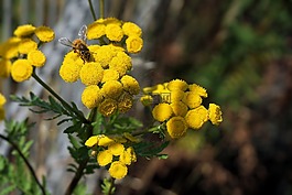 花,開花,黃色