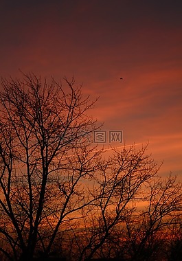 冬季,分支,天空