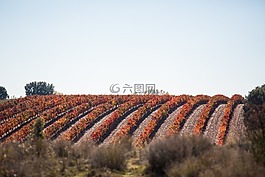 葡萄園,葡萄藤,原野
