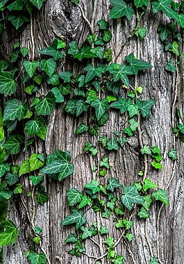 常春藤,植物,履帶板
