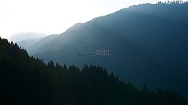森林,自然,景觀