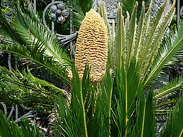 棕櫚樹,花,花園