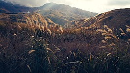 原野,山,自然