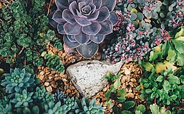 多肉植物,植物,花園