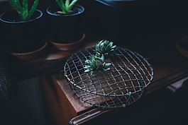 多汁,植物,仙人掌