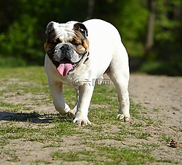 斗牛犬,寵物,可愛