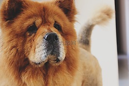 狗,松狮犬,粻