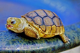 龜,動物,爬行動物