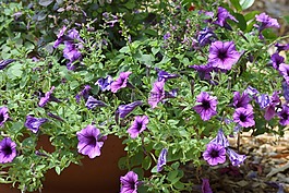 花的,鲜花,多彩