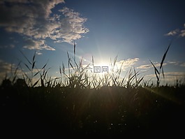 太陽,天空,草甸
