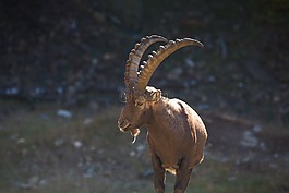 摩羯座,ibex,动物