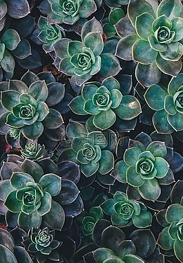 多汁,escheveria,植物