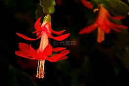 廠,仙人掌,weihnachtskaktus