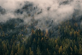 低,森林,雨林
