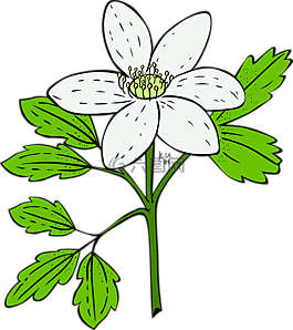 銀蓮花,植物,花