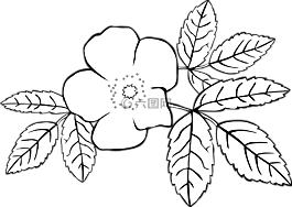 羅莎,花,植物