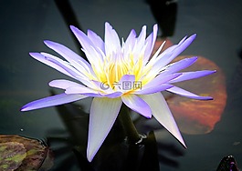 水百合,鮮花,池塘