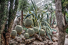 沙漠植物,仙人掌,植物園