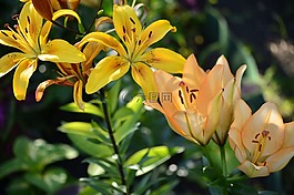 鮮花,莉莉,夏季