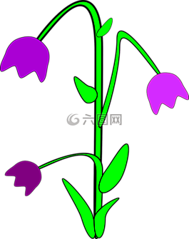 風(fēng)信子,鮮花,藍(lán)色