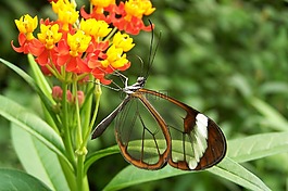 蝴蝶,性質(zhì),花卉
