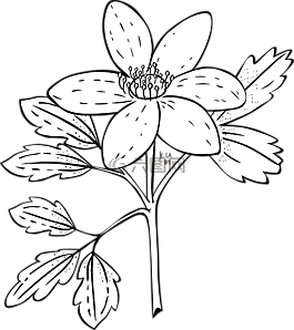 銀蓮花,花,植物