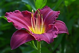 黄花菜,萱草,hemerocallidoideae
