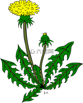 蒲公英,花,黃色