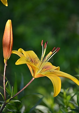 鮮花,莉莉,夏季