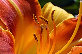 黄花菜,萱草,hemerocallidoideae