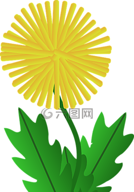 花,蒲公英,黃色