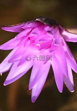 蓮花,花,性質(zhì)