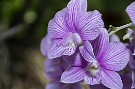 花,蘭花,性質(zhì)