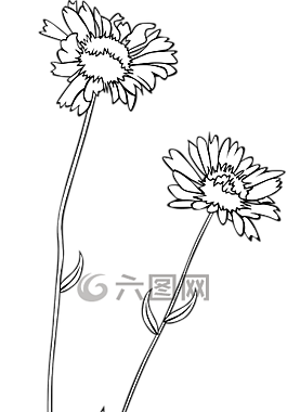 野花,花,植物