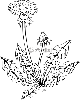 花,蒲公英,灌木