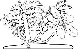 植物,花,葉子