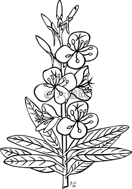鮮花,植物,芽