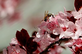 梅花,蜜蜂,春天