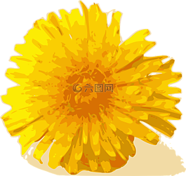 花,蒲公英,黃色