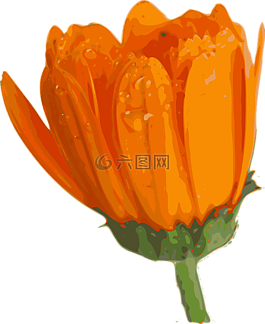 花,植物,橙色