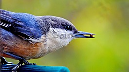 鳥,鳥嘴,動物