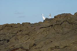 漁民,鳥,巖