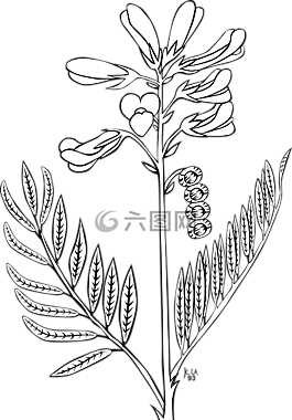 花,芽,植物