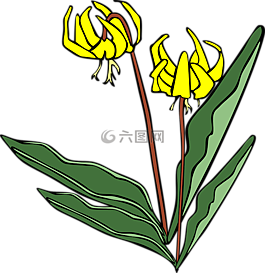 花,植物,黃色